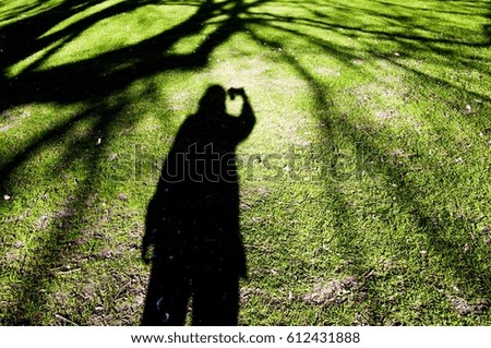 shadow of branches of a tree and a person holding camera