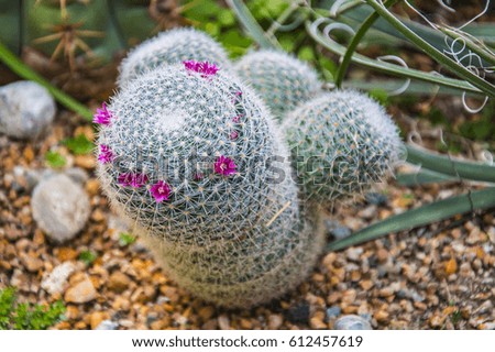 Pocket Cactus