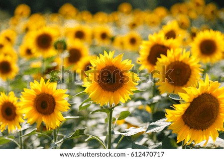 Field of Sunflowers, bright yellow flowers closeup. summer landscape. 