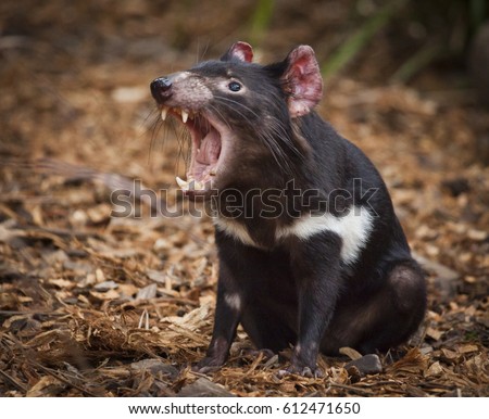 Tasmanian Devil, They are Australia‘s largest living carnivorous marsupial. They are only wild in Tasmania but scientists have been calling for them to be reintroduced to the mainland. Royalty-Free Stock Photo #612471650