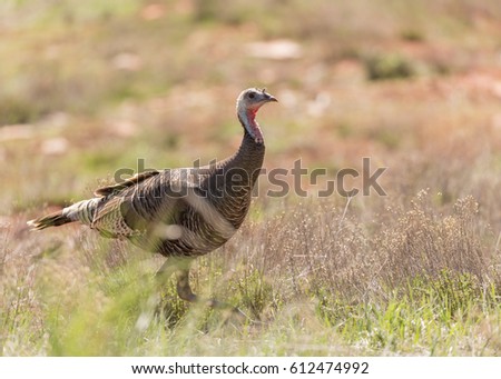 Wild turkey browsing for food in an open field in Southern Utah.