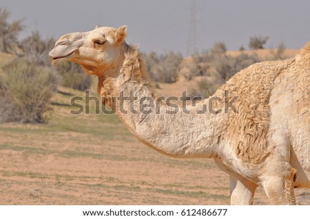 Cute camel in a desert on a bright summer day