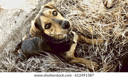 Little dog lying in the grass 