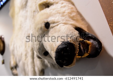 Photo Picture of Rare White Bear AnimalUsed as Carpet