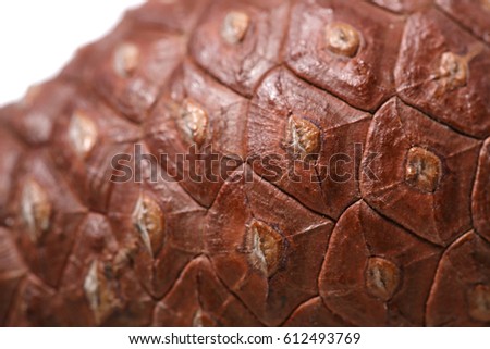 Picture of cones on white background