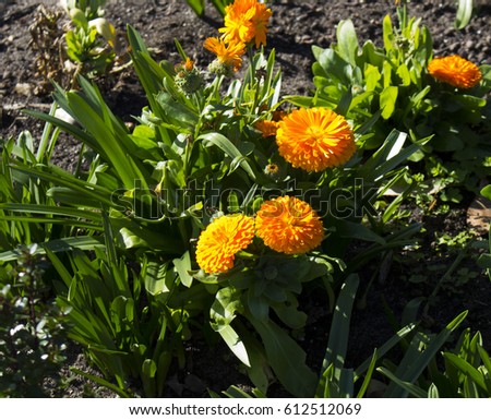 Sunny Calendula officinalis a plant in the genus Calendula of the family Asteraceae brighten up the garden with  daisy-like flowers with ray and disc florets  in yellow and orange in winter. 