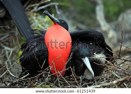 Couple of fregate birds from the Galapagos islands Royalty-Free Stock Photo #61251439