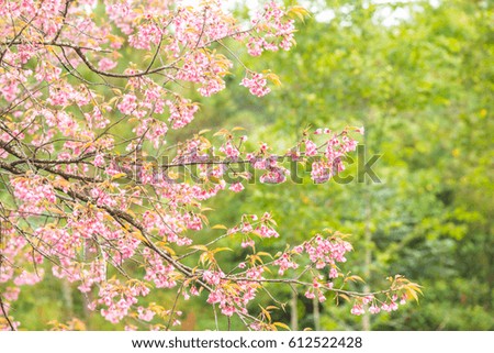 Pink Sakura Flowers in Thai, Thailand.