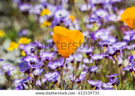 California poppies blooming on a meadow, Goldfields and Gilia in the background, Henry W. Coe State Park, California
