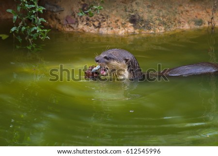 Otter in the lake