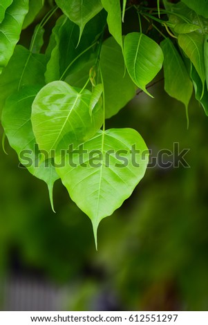 Ficus religiosa,pho leaves on tree.