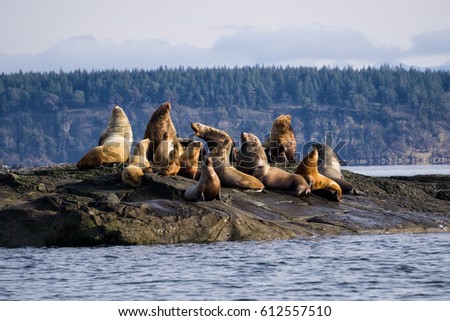 A family of Sea Lions sitting on a rocky island. Picture taken in Hornby Island, British Columbia, Canada, during a winter morning.