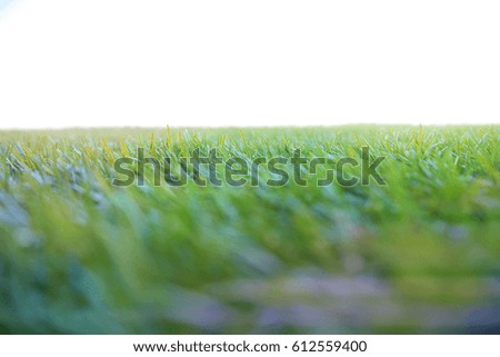 Picture blurred  for background abstract and can be illustration to article of grass