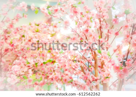 Picture blurred abstract background of Sakura