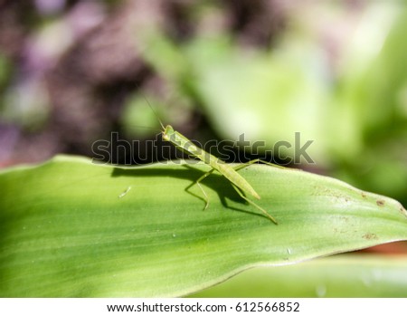 A tiny grasshopper blending into it's surroundings on a leaf in Brisbane, Australia. 