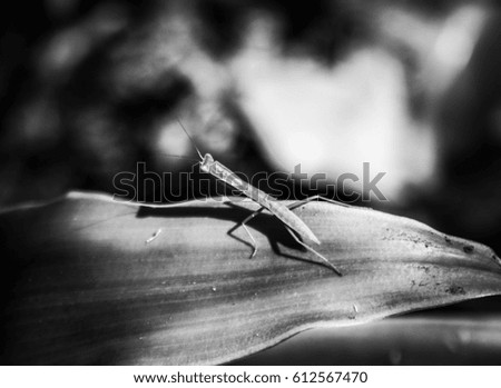 A black and white photograph of a tiny grasshopper blending into it's surroundings on a leaf in Brisbane, Australia. 