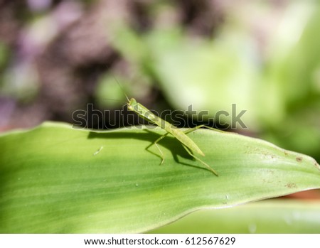 A tiny grasshopper blending into it's surroundings on a leaf in Brisbane, Australia. 