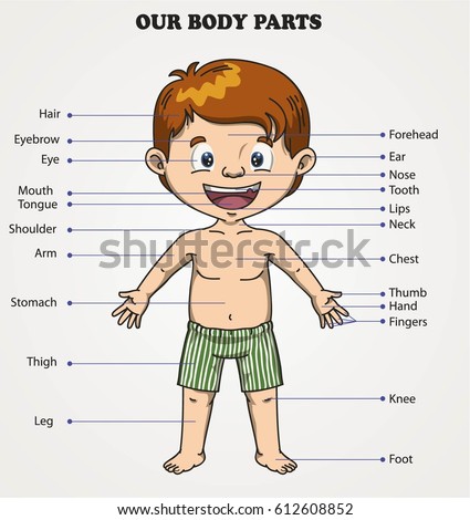 Illustration of vocabulary part of body Stock Photo 211753198 - Avopix.com