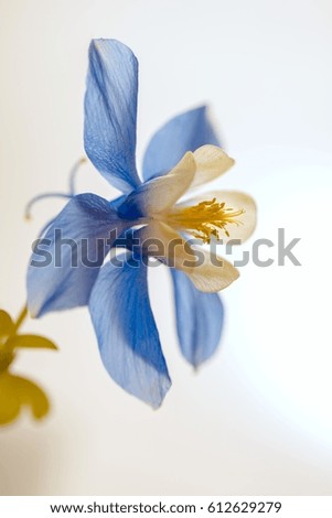 macro of blue flower columbine  (Aquilegia)