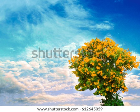 yellow flower bloom on tree and cloud sky background