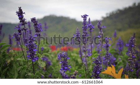 Purple flowers with peaceful atmosphere in nature.