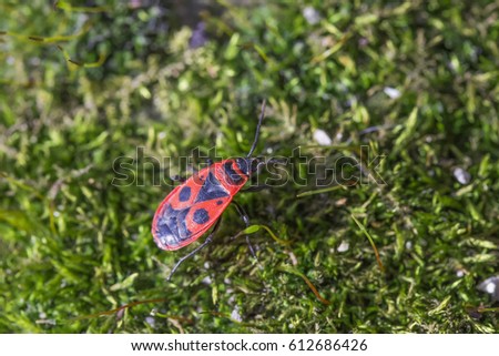 One creeping spring early beetle bug soldier on green grass