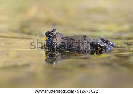 Fire-bellied toad (Bombina bombina)