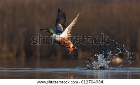 Northern shoveler - Anas clypeata - male at a small lake in spring, Vilnius County, Lithuania Royalty-Free Stock Photo #612704984