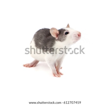 Cute little decorative rat on white background.
