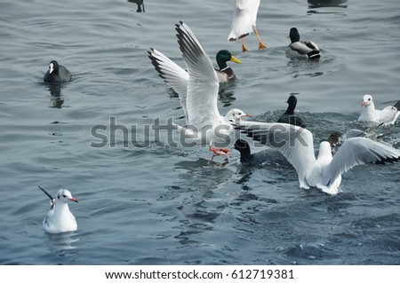 Sea and gulls