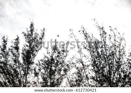 silhouette of branches with white sky and white cloud.