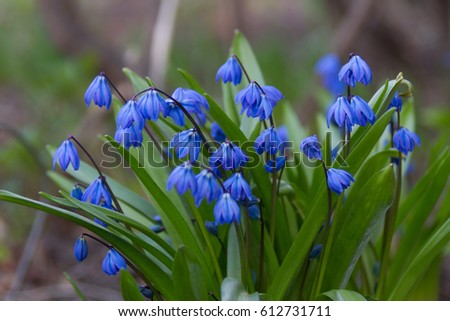 Blue primroses blooming in spring