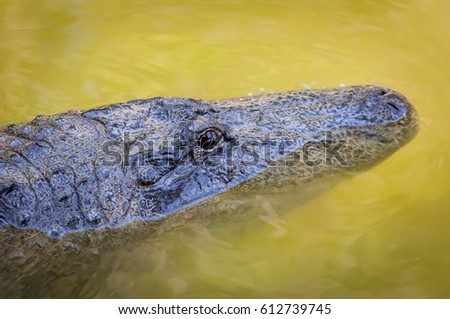 HAMAT GADER, ISRAEL. August 20, 2016. Alligator muzzle, alligator swimming in the wild. 