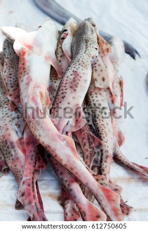 Fresh seagfood displayed on fish market in Essaouira, Morocco