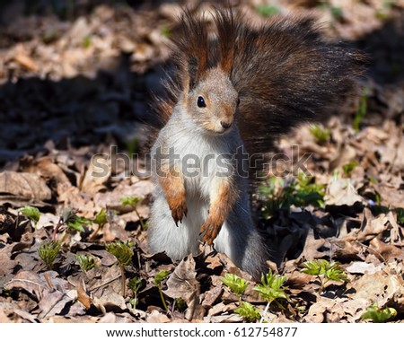 Red squirrel staying at park and looking at camera