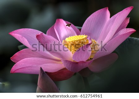 Close-up of the pink lotus flower in Malaysia. the pink lotus represents the history and legends of the Buddha.