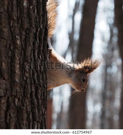 Red squirrel climbing at the tree