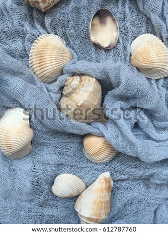 Sea shells. Shells on rustic blue background. Summer