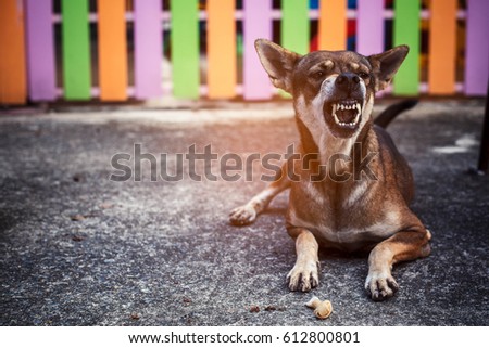 Angry Dog. Royalty-Free Stock Photo #612800801