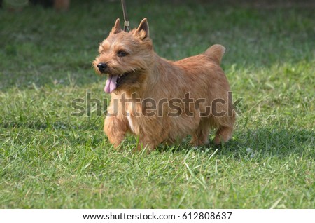 Cute Glen of Imaal terrier with his tongue sticking out. Royalty-Free Stock Photo #612808637