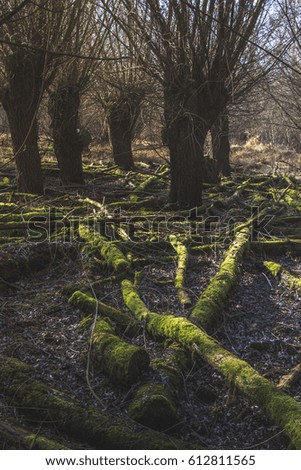 Dead Trees and Moss