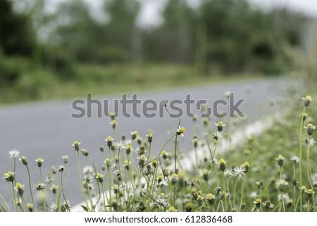 The grass at the roadside