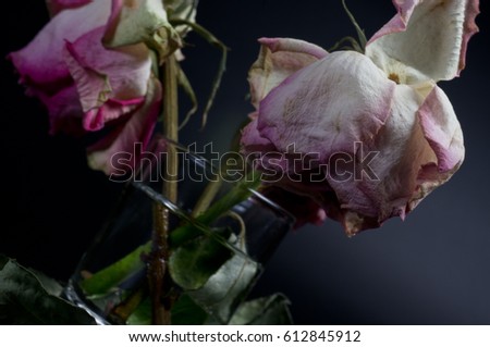 Three wilted roses in a glass of water on a black background surrounded by dried leaves