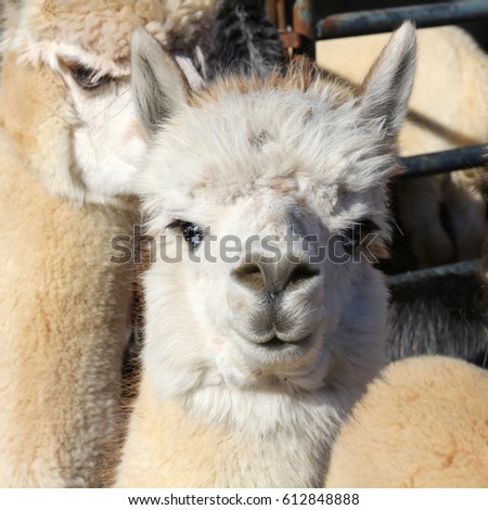 White Alpaca - Photograph of a white alpaca looking straight ahead with other alpacas around it.  Selective focus on the alpaca's head features  