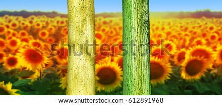 Colorful Tree Trunks in the Park. Abstract Psychedelic Colors