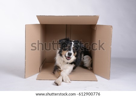 Dog is lying inside cartoon box 