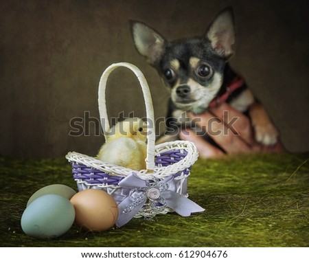Chick and little dog
