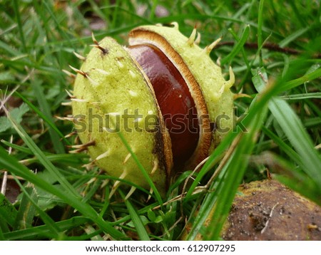 Fresh chestnut on background of green grass