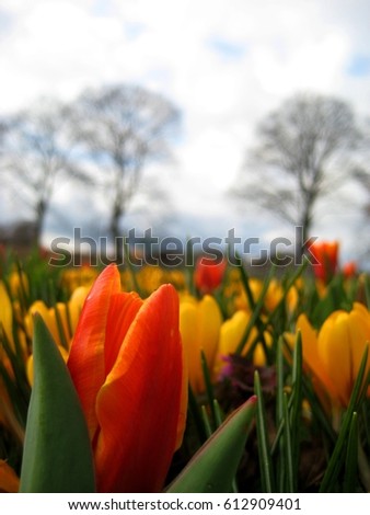 macro photo with spring flowers tulips with red petals on a background of natural landscape with greens as the source for design, printing, advertising, decorating