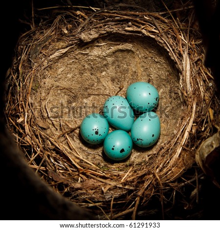 Song Thrush,  Turdus philomelos. The Nest of bird with five blue eggs. Royalty-Free Stock Photo #61291933